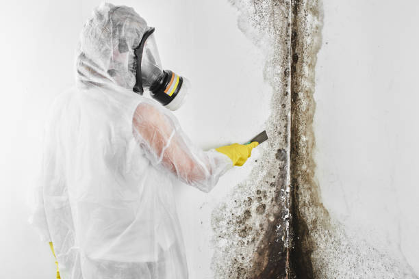 Home Mold Removal in Woodlynne, NJ