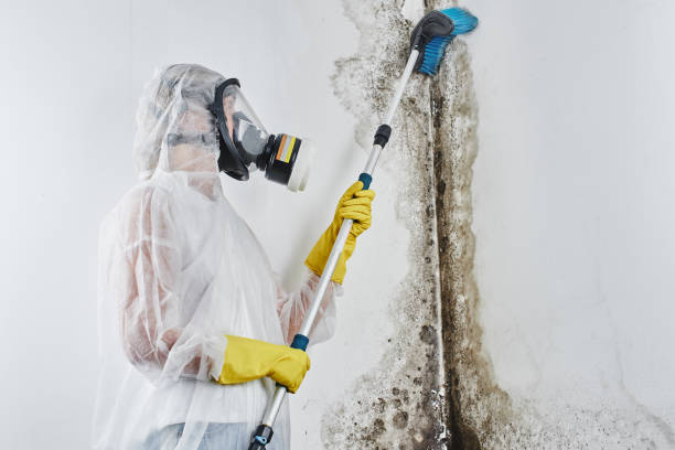 Best Affordable Mold Removal  in Woodlynne, NJ