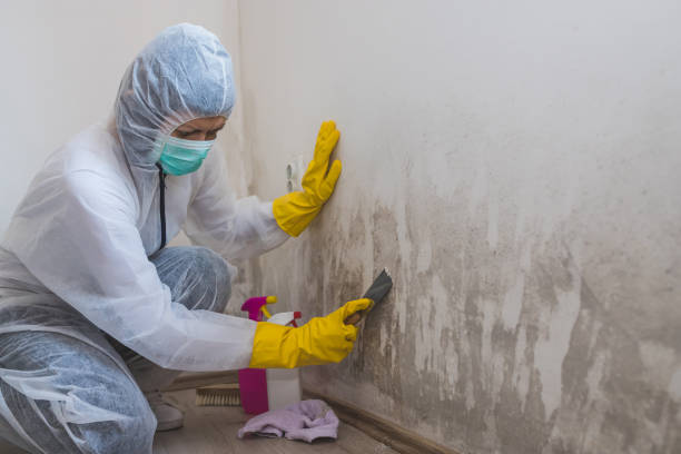 Best Black Mold Removal  in Woodlynne, NJ
