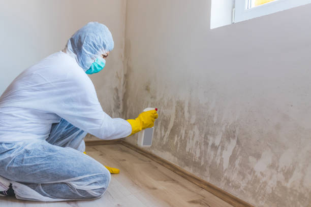 Attic Mold Removal in Woodlynne, NJ